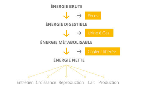 Mais comment de l’herbe, de la viande ou du lait peuvent-ils donner de l’énergie ?